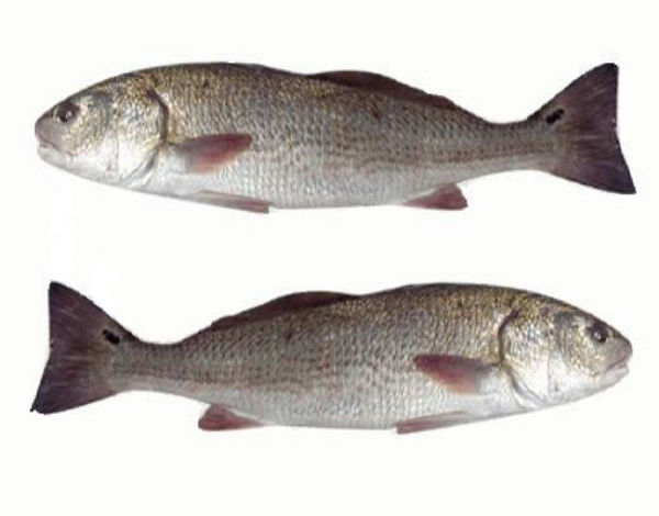 中文   黑斑红鲈  英名  red drum  sciaenopus ocellatus