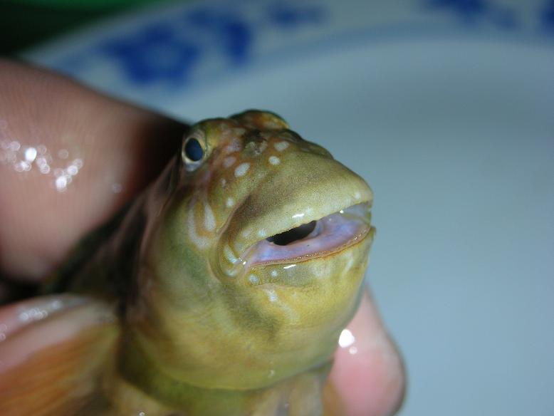 大家来看看,在东堤钓到的是什么鱼?