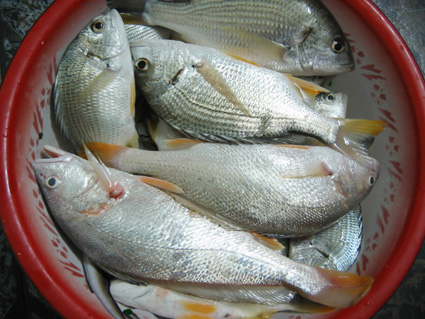 大风江的黄花,腊鱼