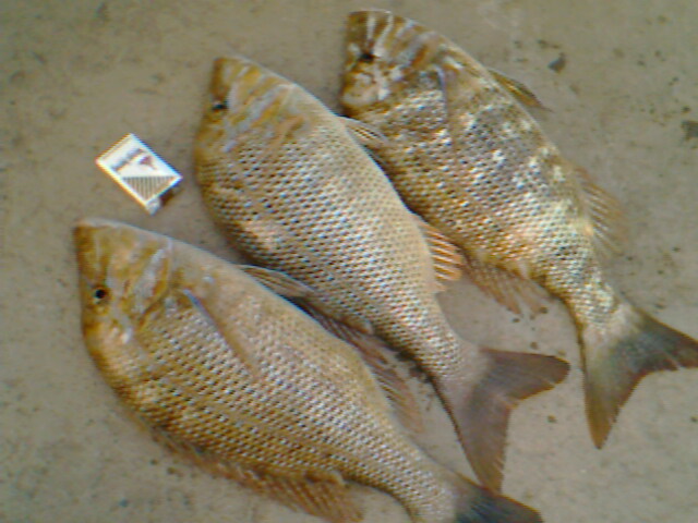 昨晚夜钓,连上3条连尖!-鱼乐无限-北海365网(beihai365.com)