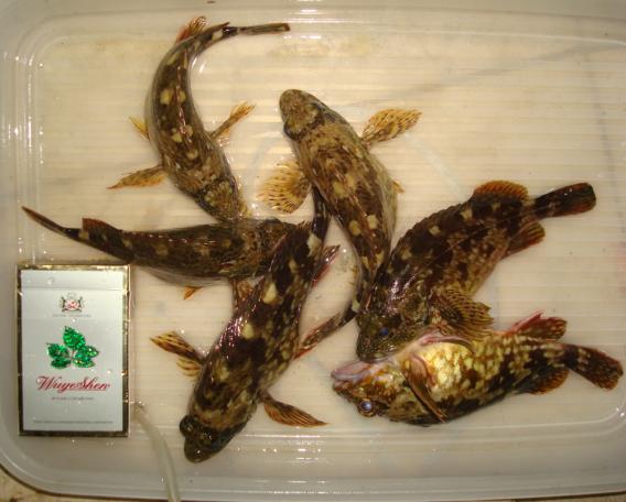 胖嘟嘟的"石狗公"