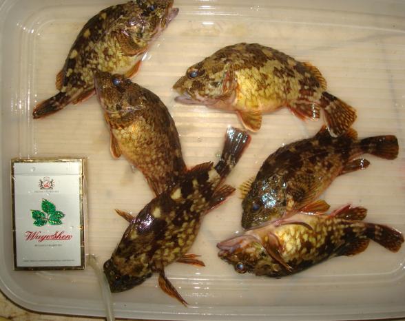 胖嘟嘟的"石狗公"