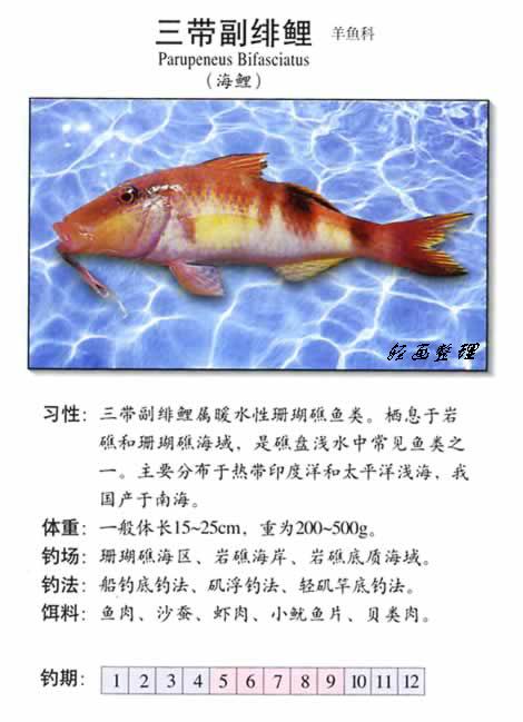 经常钓到的海鱼(图文)