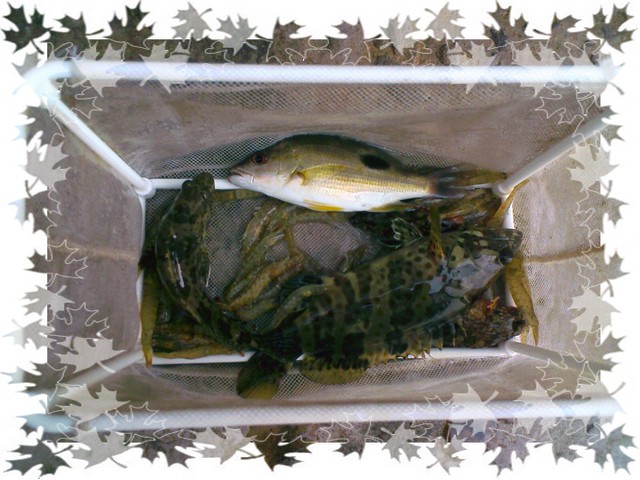 鱼不大也不多但我爽到了---东堤篇