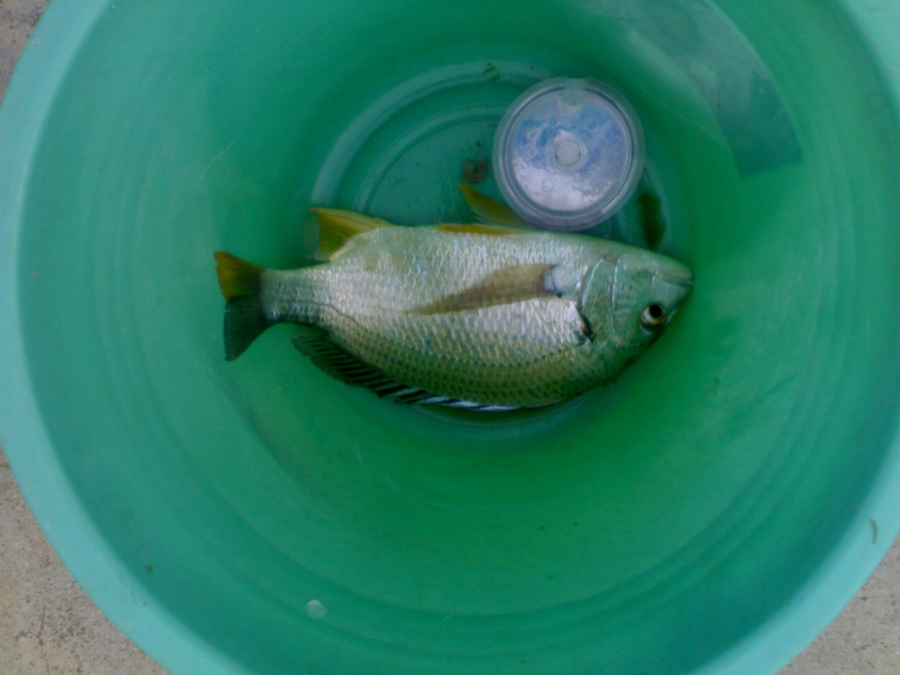 10分钟后的黄脚腊