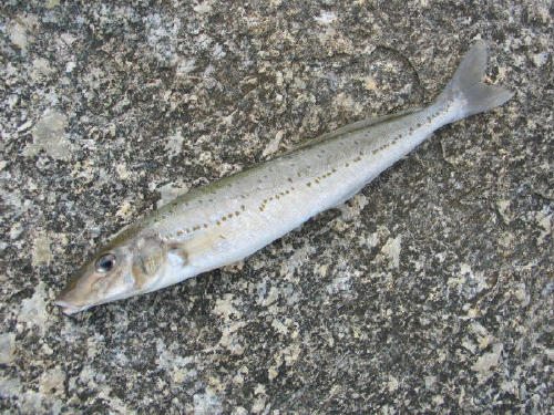 请问大家,图片里的这是什么鱼?