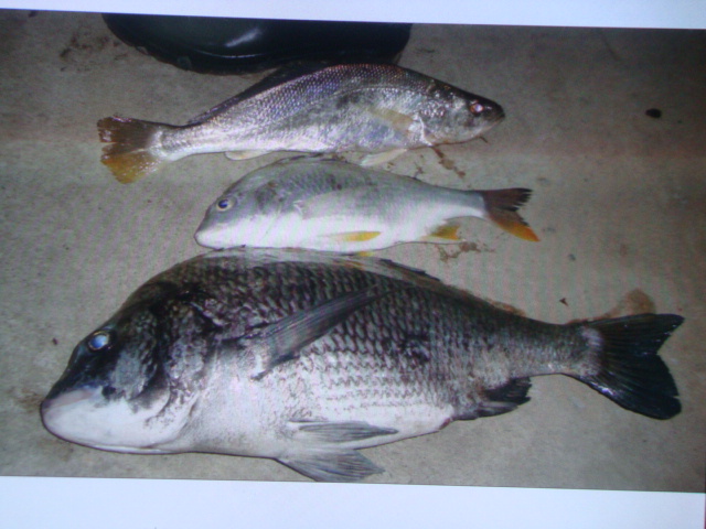 铁山港4.8斤大牛屎(上图片了)