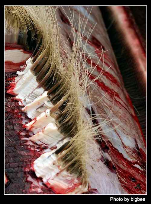 触目惊心解剖鲸鱼组图