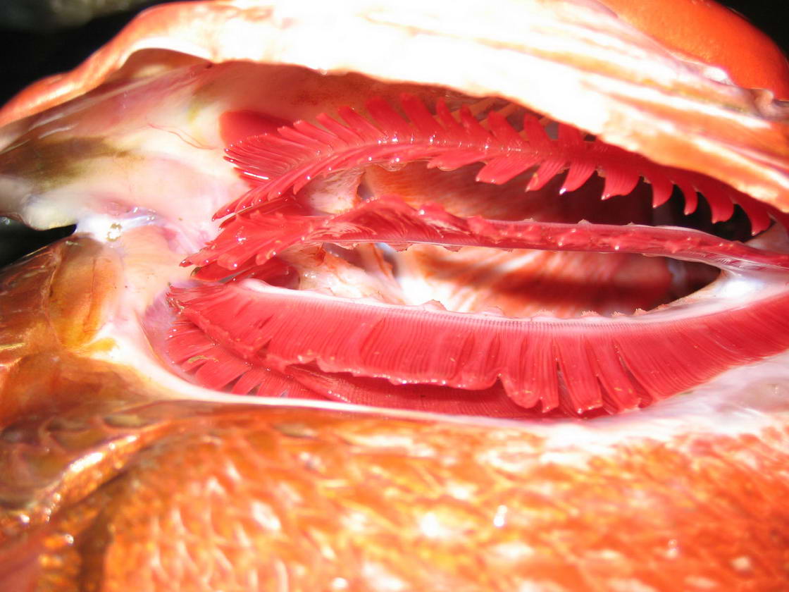 从这张照片可以看到腮里锋利的牙齿,说明这是一条凶猛的食肉鱼.