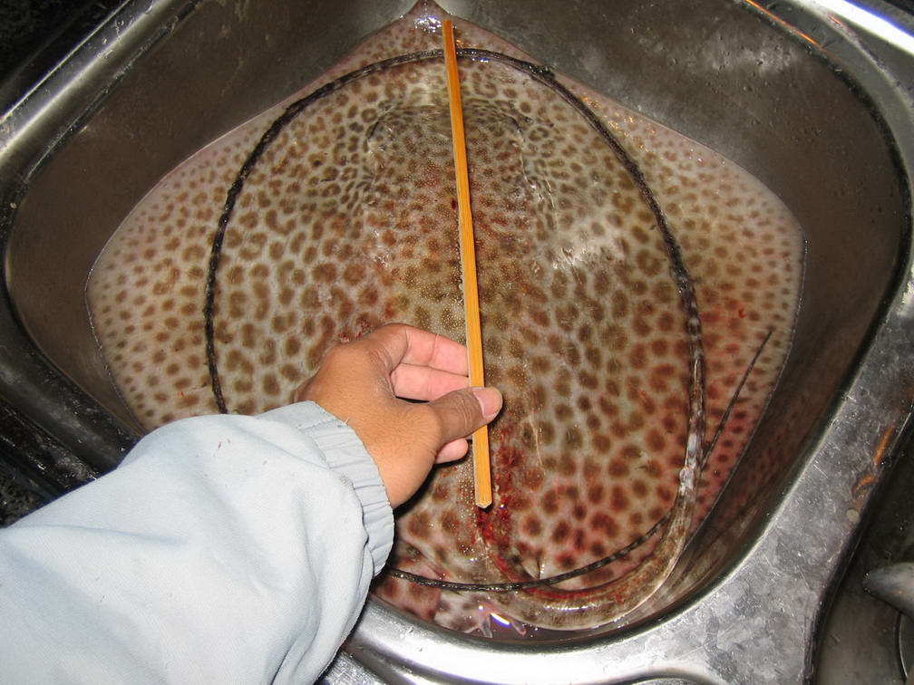 约2公斤的虎皮鯆鱼