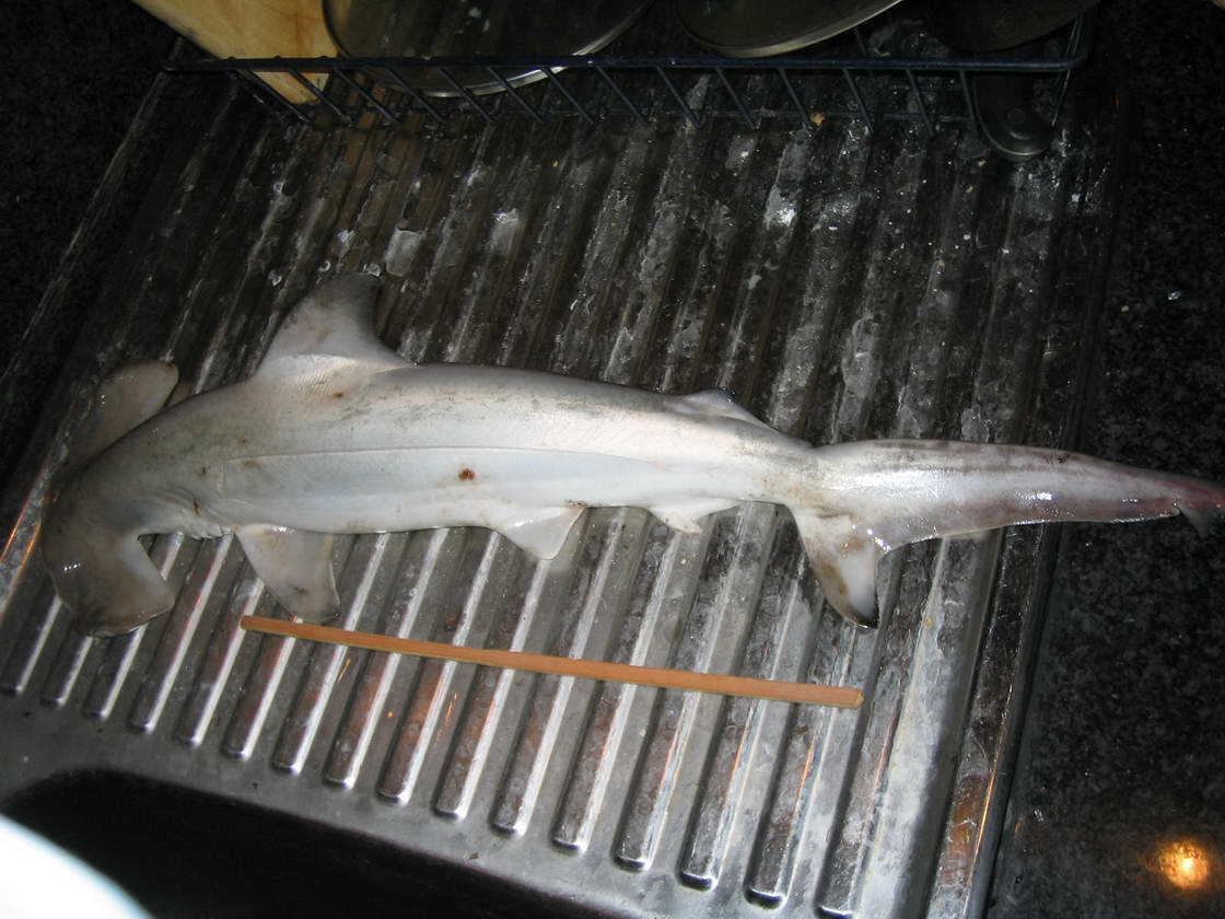 约1公斤的小双髻鲨