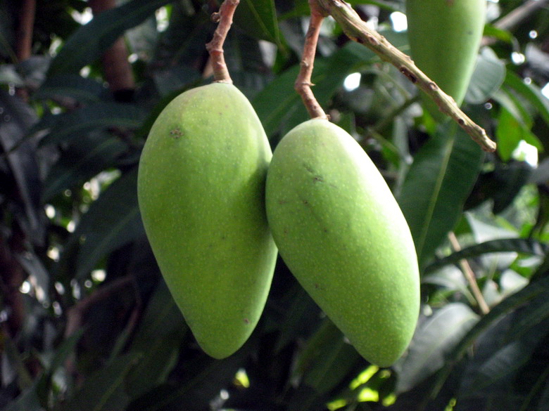 婆婆,除了梁胖子看见芒果流口水外,还有谁有贼心?