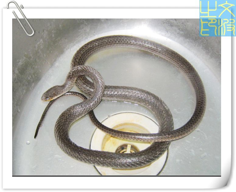 龙虎凤汤.活蛇图片,不喜勿进.