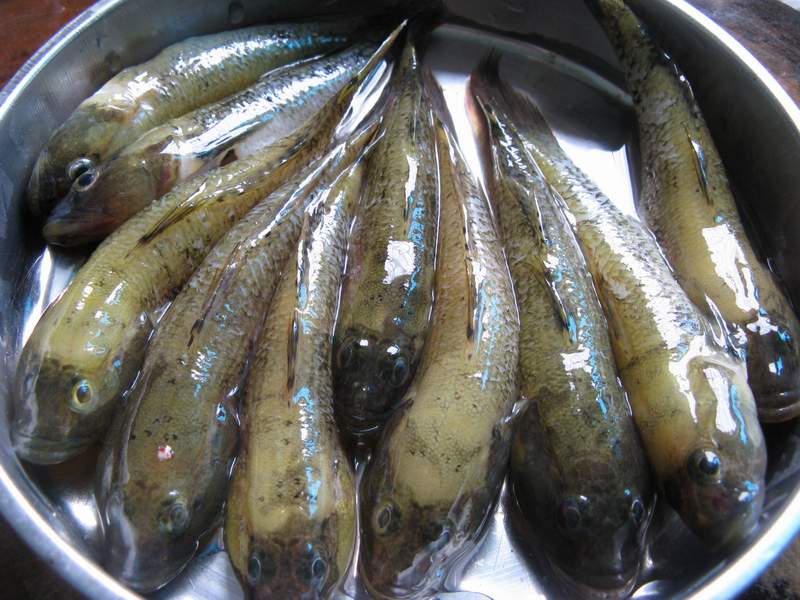 为责做煮(虾仁酿豆腐,鸡蛋马齿笕汤,白灼西兰花,清蒸仓鱼,炒三丁,蒜米