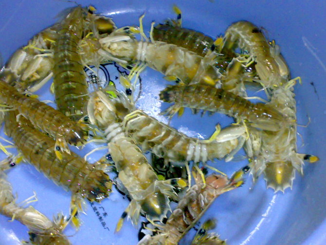 北海家常菜(龟鱼 姜葱炒弹虾 墨鱼~~~)