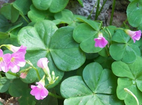 【学名】酢浆草 【别名】酸酸草,斑鸠酸,三叶酸,铜锤草,酸母 多年生