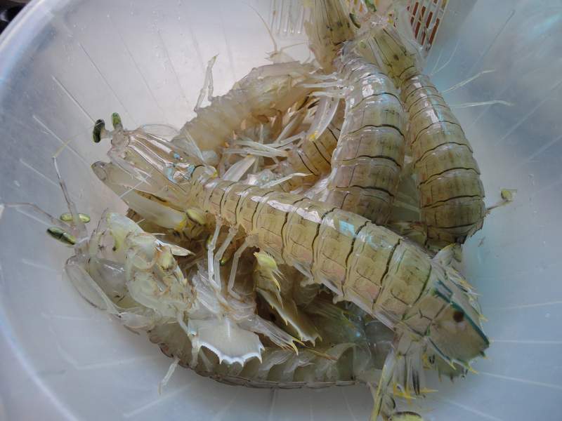 8月29日弹虾煲番茄,剥皮鱼酸笋汤,炒青菜