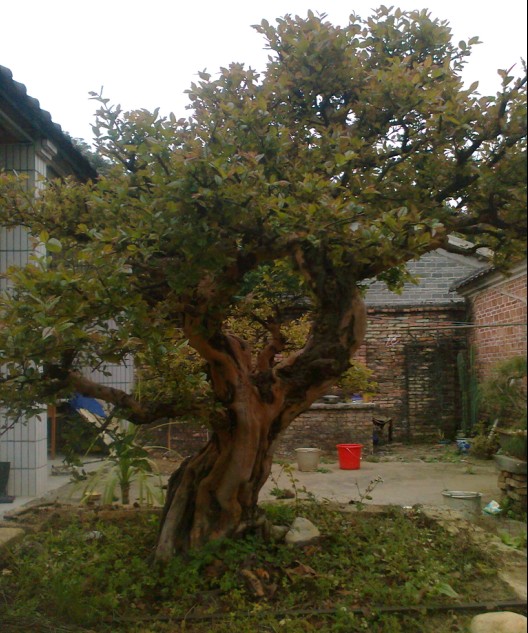 精品雀梅盆景,5万元(实物图)