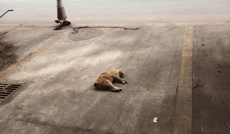 露天停车位中央,一只死猫~~~凄凉~~悲痛!