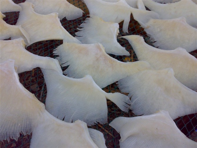 你知道现在的鱼翅是拿什么鱼的翅晒得吗?