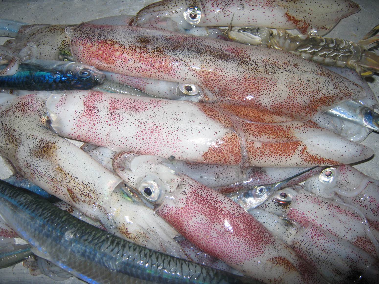 北海水手海钓船之钓尤鱼