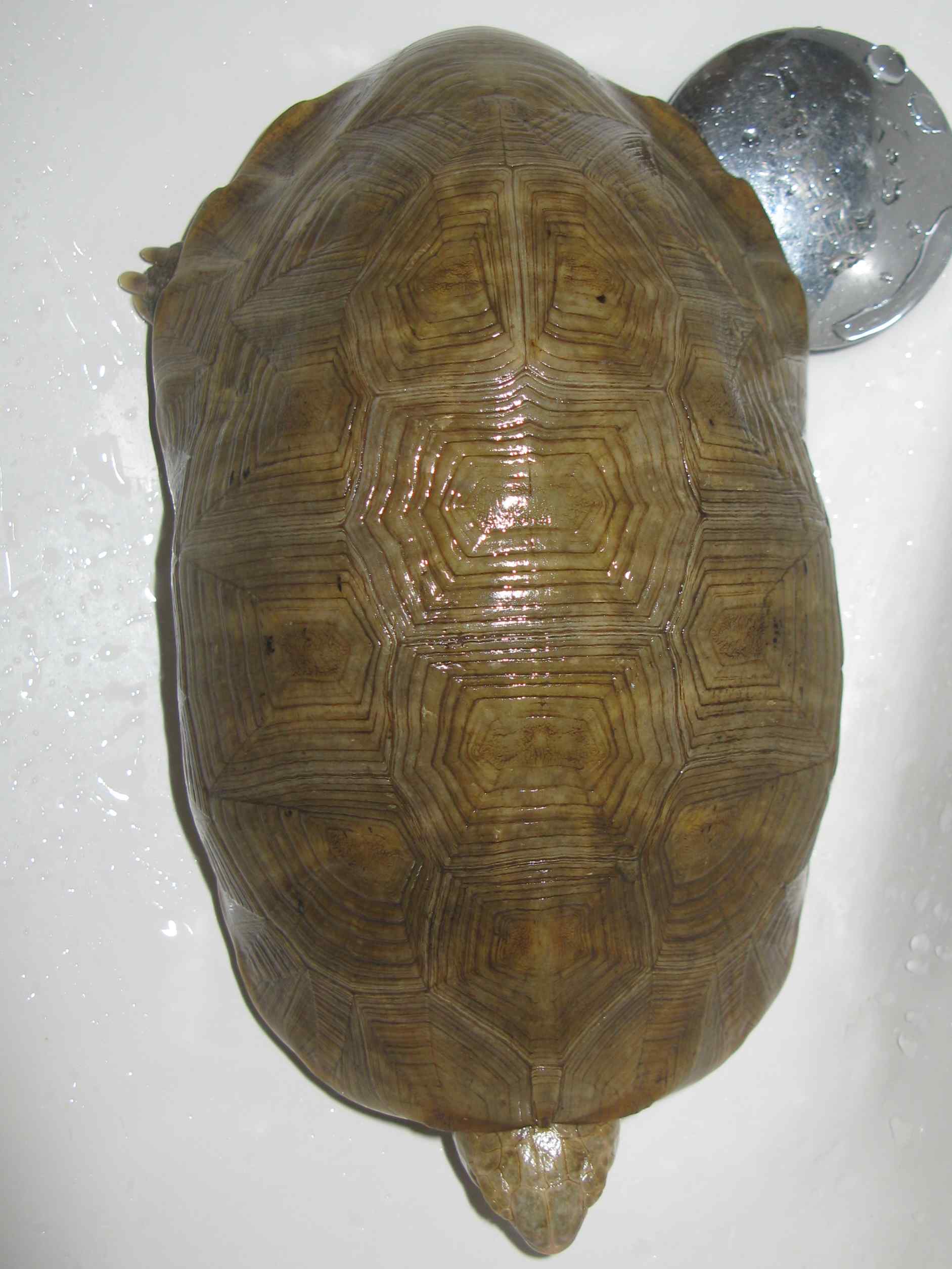 如果错甲也是一种美我宁愿一错再错缅陆篇