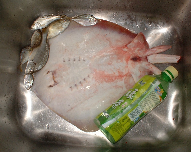 这鯆鱼挺像个魔鬼的,是公的还是母的?