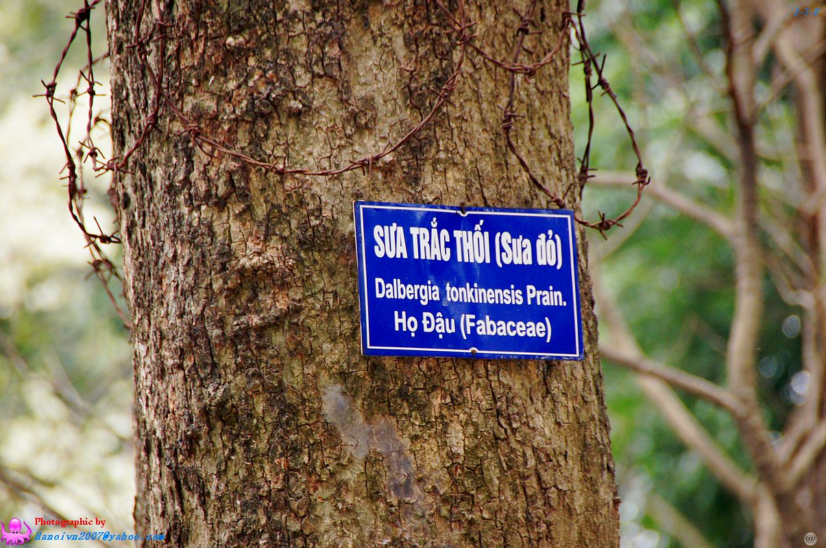 越南名贵树木名称(翻译).