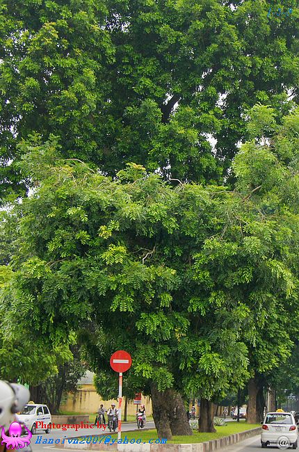 越南名贵树木名称(翻译).