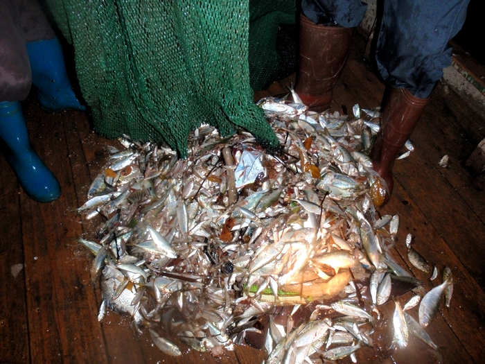 第二天晚上继续亲力睇渔民捕鱼