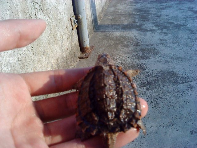 变异一族(小e 东非侧颈龟)