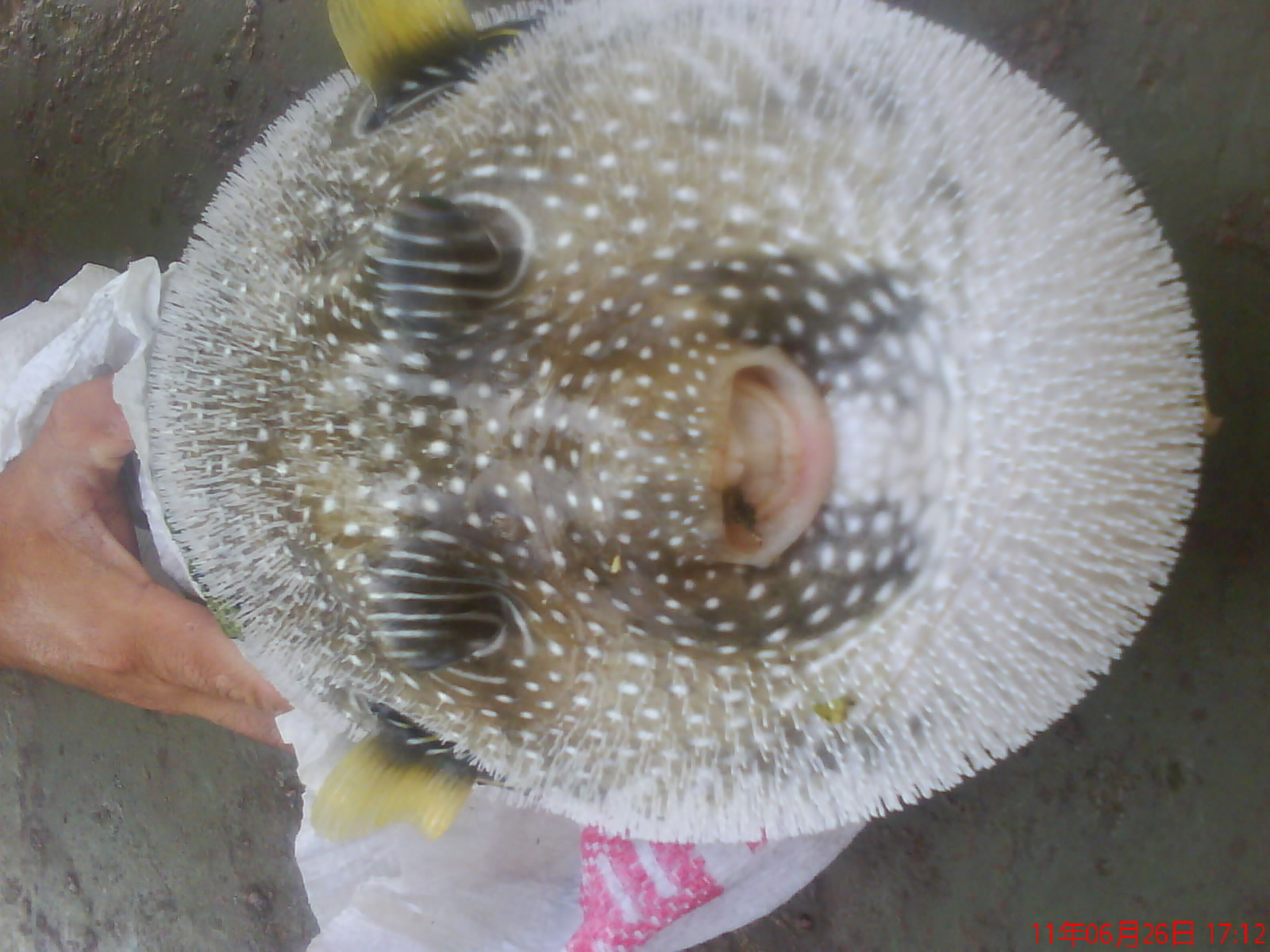 四斤多重的家伙