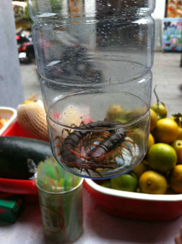 千年一见蜈蚣王--看图说话