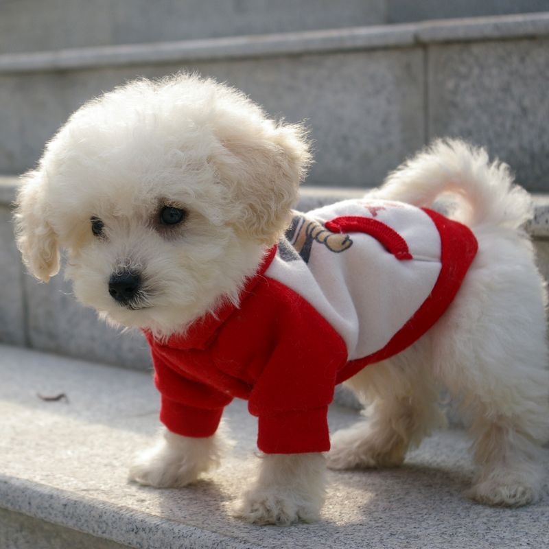 晒晒四只超萌的比熊宝宝首次亮相