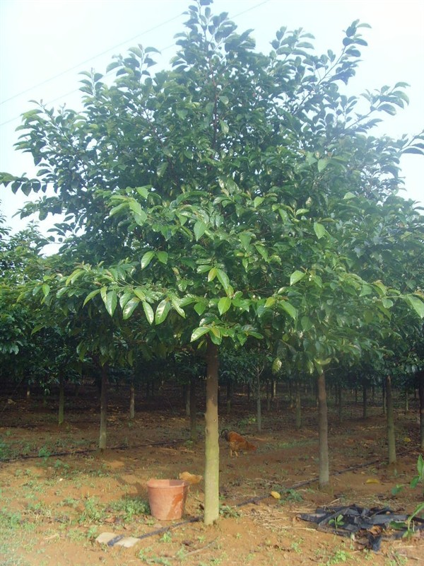 海南胭脂树图片