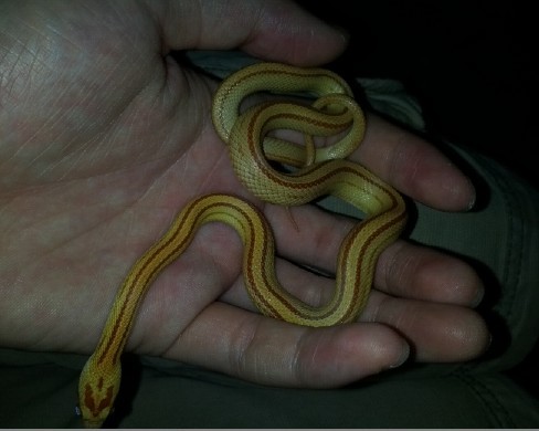 11年苗黑白王蛇,10年白化直线玉米蛇