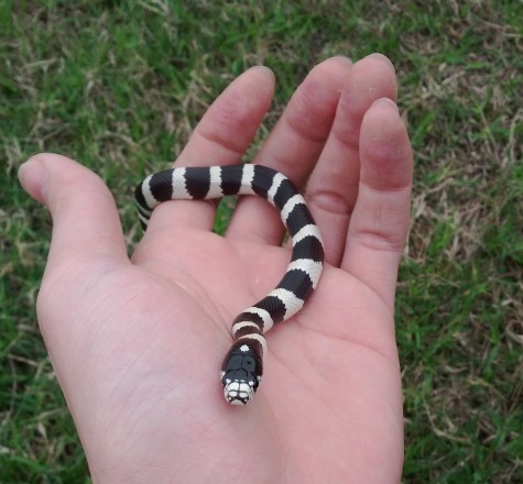 11年苗黑白王蛇,10年白化直线玉米蛇