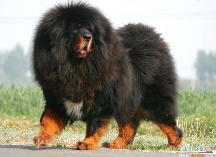 【北海人的一天】藏獒养殖员陈荣华的情有独钟