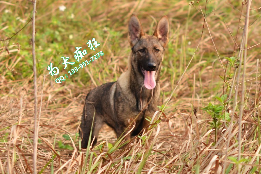 大家看看昆明犬 一个多月的小崽子回帖 新增五个月的照片