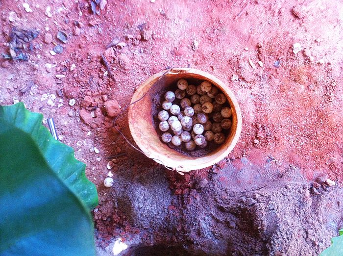 你们家的龟龟下蛋了吗(内有石龟蛋十全大补酒)