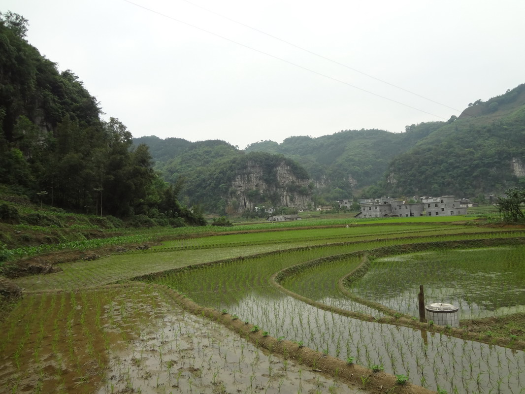 山谷里的水稻田