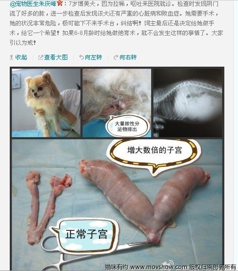 猫狗不绝育的严重后果内有极度重口味图片不喜勿入