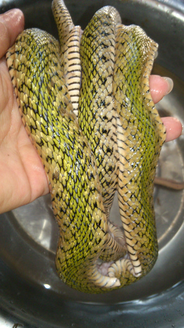 你敢吃蛇,你敢杀蛇吗,温柔姐,温柔杀手『蛇』