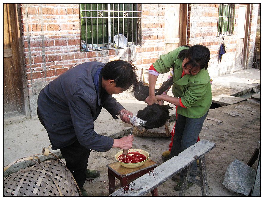 现在宰鸭贵身噢!