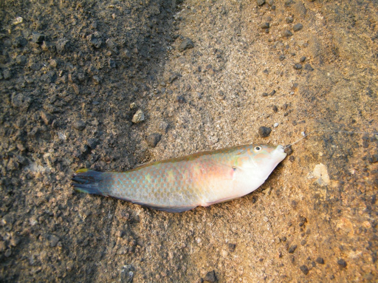 斜阳归来不看海--------图说北海水手海钓俱乐部斜阳岛游钓活动,全景