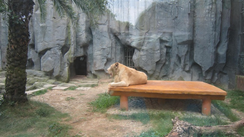 南寧動物園裡的動物不一般啊