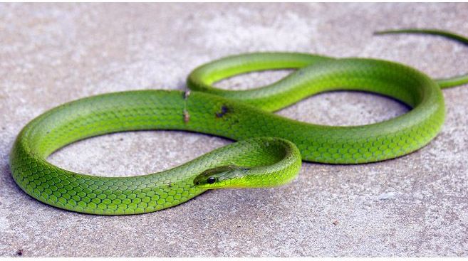 今天去钓鱼,突然"青蛇"出现了,从没见过,求解?