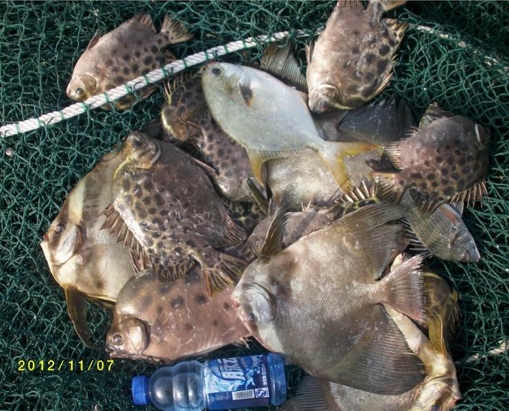 发下金鼓毒-鱼乐无限-北海365网(beihai365.com)