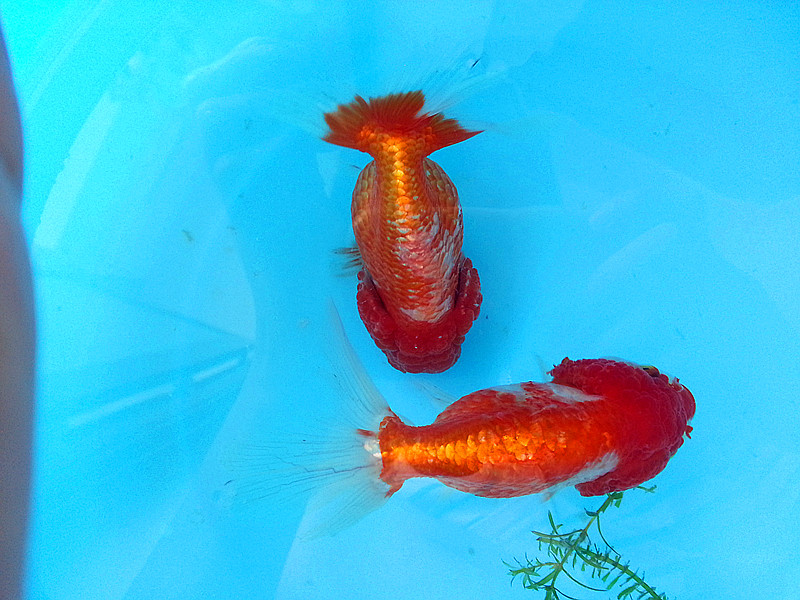 出活泼自养兰寿一对35元,另有黑牡丹一对35元,鱼大,活泼,一起要