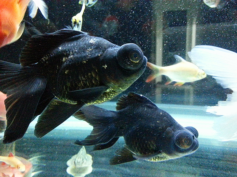 出活泼自养兰寿一对35元,另有黑牡丹一对35元,鱼大,活泼,一起要